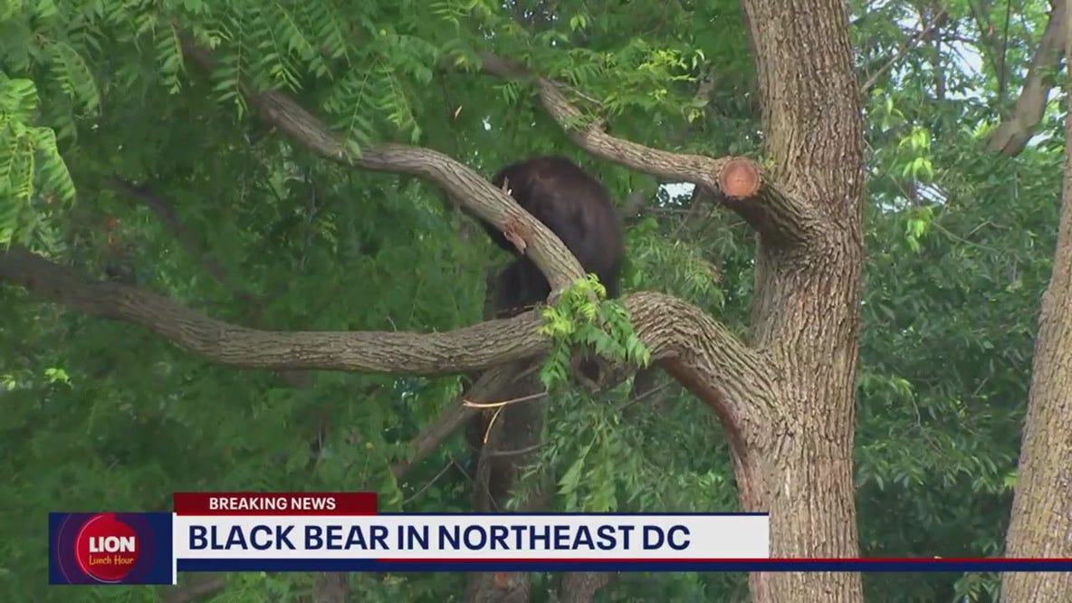 DC black bear captured